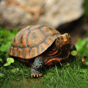 Tortoise Garden Statue